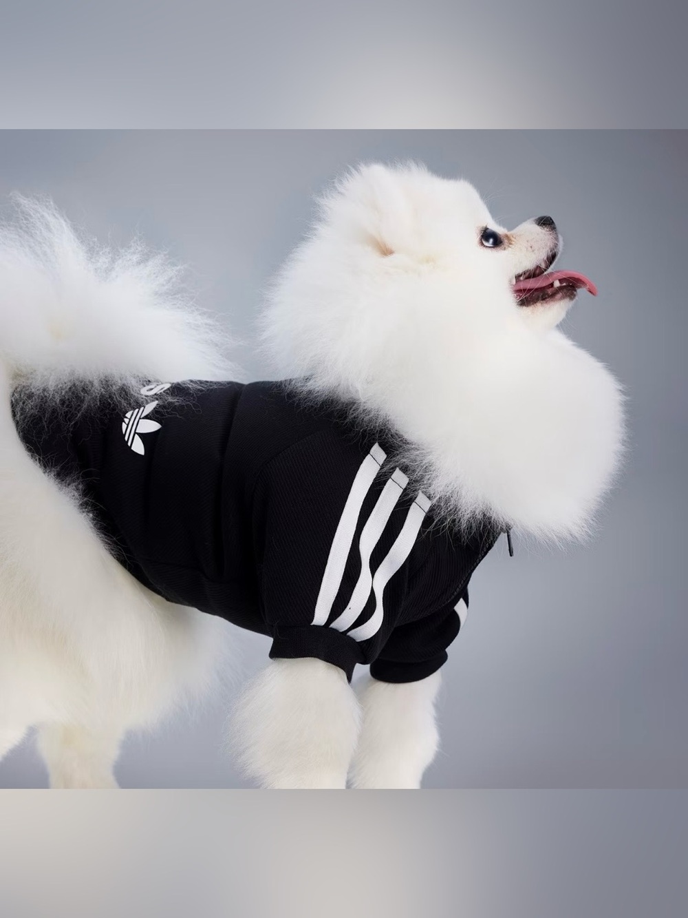 Adidas Originals Pet Tracksuit Zip-Up Jacket Dogs Cats Collection HZ6661 size M
